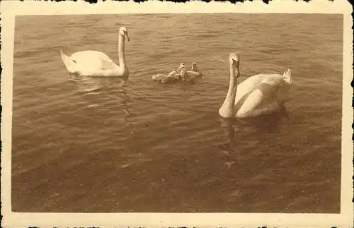 Schwan Lac Leman cygnes Kat. Tiere