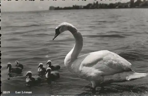 Schwan Lac Leman Montreux Kat. Tiere