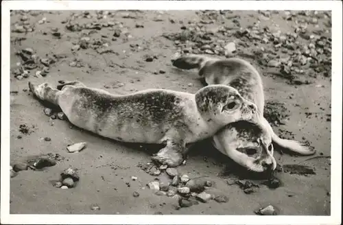 Seehunde Robben Wenningstedt Sylt  / Tiere /