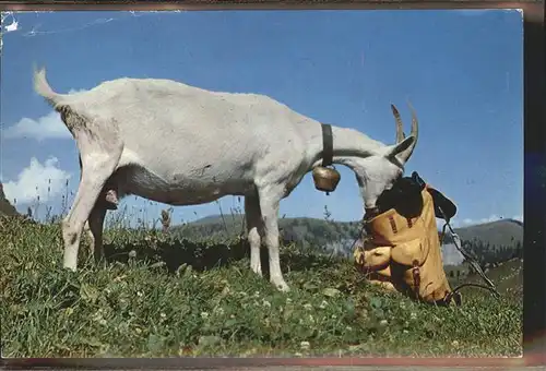 Geiss Meiringen Kat. Tiere