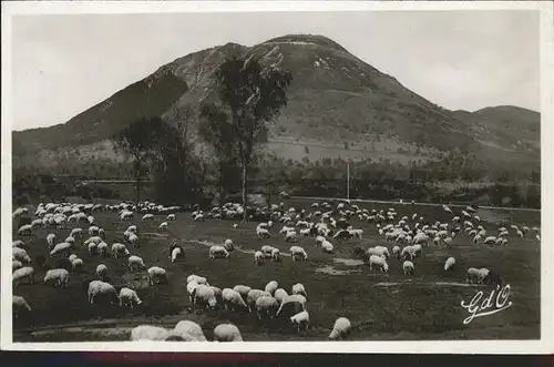 Schafe L  Auvergne Puy de Dome Kat. Tiere