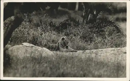 kk10800 Loewe Mombasa Nairobi Kategorie. Tiere Alte Ansichtskarten