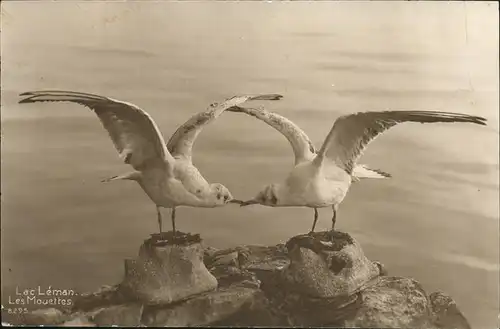 Voegel Moewen Lac Leman Mouettes Kat. Tiere