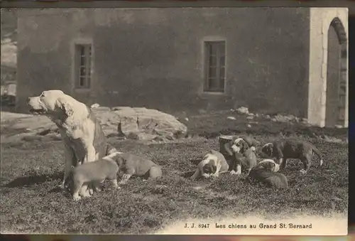 Hunde Grand St Bernard Kat. Tiere