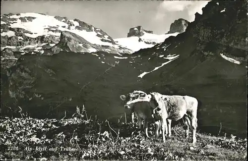 Kuehe Truebsee Engelberg Kat. Tiere