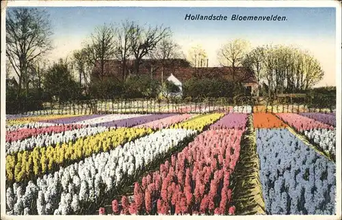 Blumen Holland Blumenfeld Kat. Pflanzen