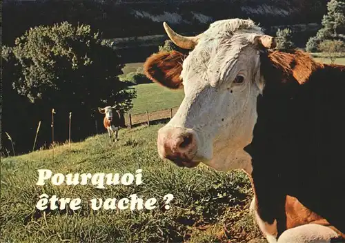 Kuehe Frankreich Mexichrome Kat. Tiere