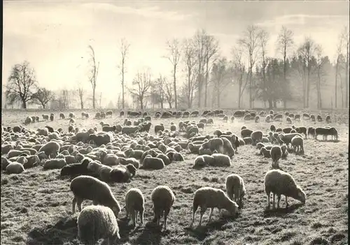 Schafe Heide Schweiz Kat. Tiere