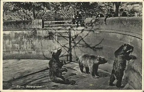 Baeren Bern Zoo  Kat. Tiere