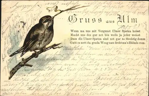 Voegel Spatz Ulm Gedicht Kat. Tiere