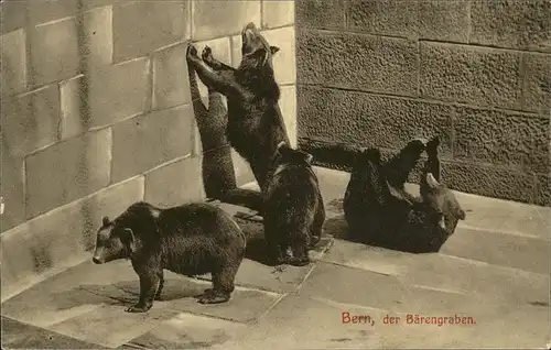 Baeren Bern Zoologischer Garten Baerengraben Kat. Tiere