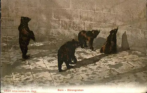 Baeren Bern Zoo Kat. Tiere