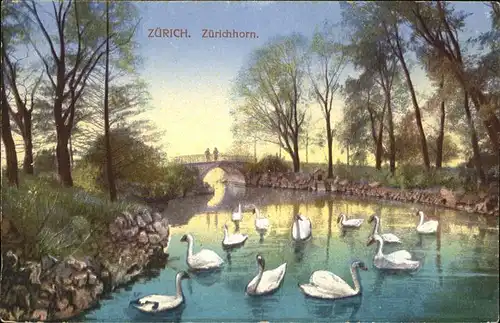 Schwan Zuerichhorn Zuerich Kat. Tiere