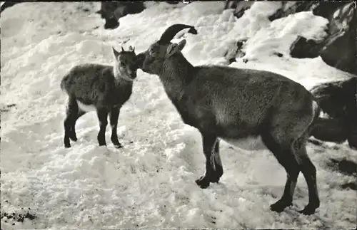 Ziege Steinwild Pflege muetterlich Kat. Tiere