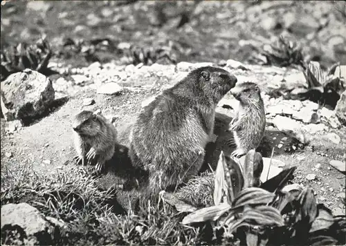 Tiere Murmeltiere Schweiz Kat. Tiere