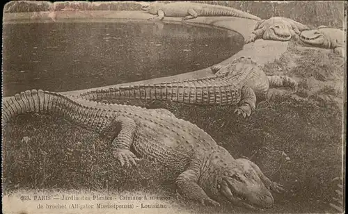 Tiere Krokodile Paris Jardin des Plantes  Kat. Tiere