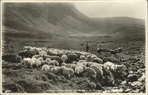 Hirte Hills Bonnie Scotland Kat. Landwirtschaft