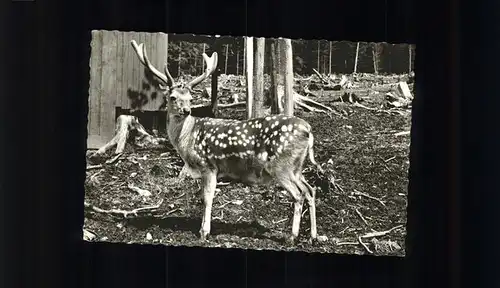 Hirsch Sorpesee Amecke Kat. Tiere