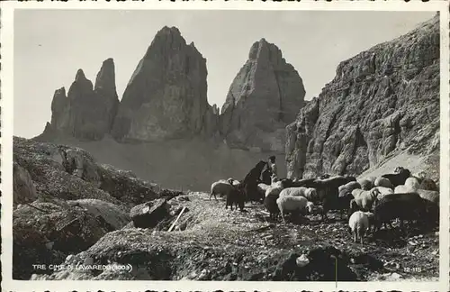 Schafe Tre cime di Lavaredo Kat. Tiere