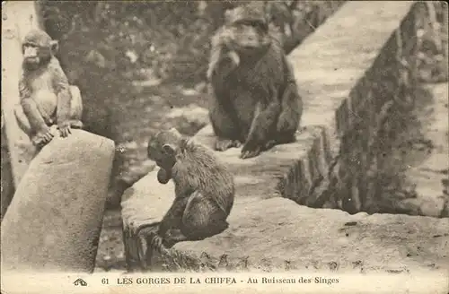 Affen Gorges de la Chiffa Alger Kat. Tiere