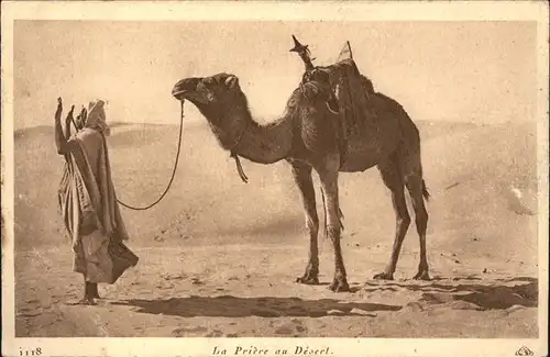 Kamele Wueste Gebet Priere Desert Kat. Tiere
