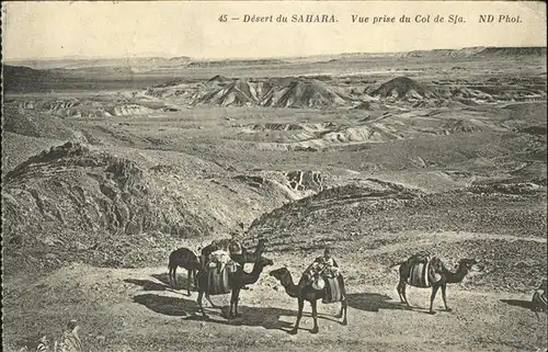 Kamele Desert du Sahara  Kat. Tiere