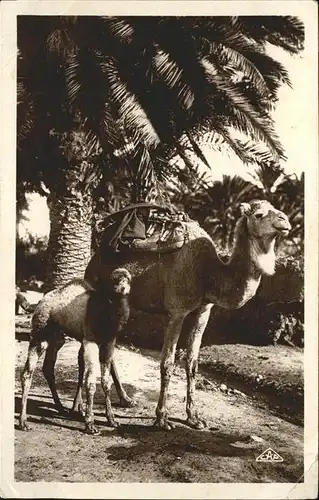 Kamele Casablanca Marokko Kat. Tiere
