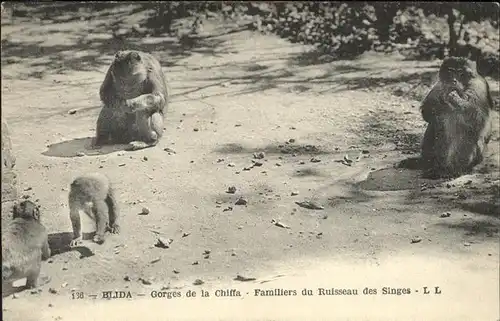 Affen Blida Gorges de la Chiffa  Kat. Tiere