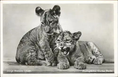 Zoo Berlin Abessin Loewen Kat. Tiere