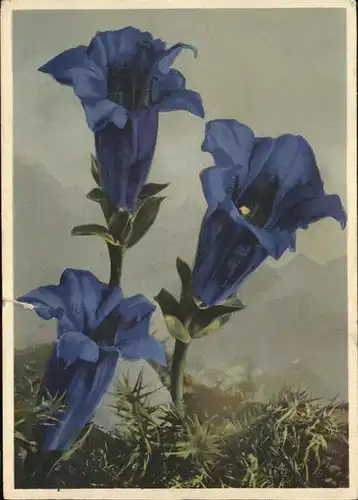 Blumen Enzian Gentiana Acaulis  Kat. Pflanzen