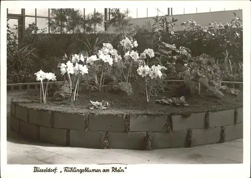 Blumen Fruehling Duesseldorf  Kat. Pflanzen