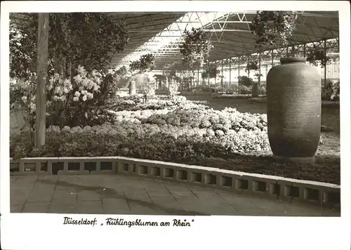 Blumen Duesseldorf Fruehlingsblumen am Rhein Kat. Pflanzen