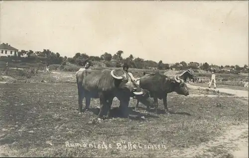 Dickhaeuter rumaenische Bueffelochsen  / Tiere /