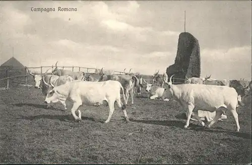 Landwirtschaft Kuehe Ochsen Rumaenien / Landwirtschaft /