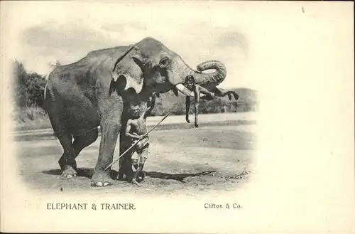 Dickhaeuter Elefant  / Tiere /