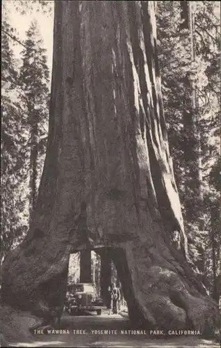 Nationalpark Yosemite National Park California Wawona Tree / Natur /