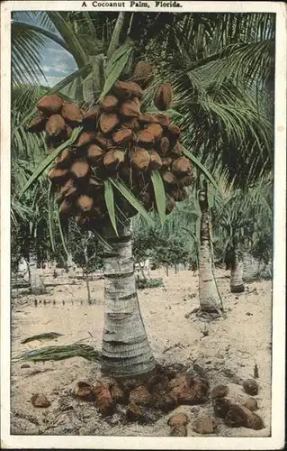 Palmen Kokospalme Kokosnuesse Florida / Pflanzen /