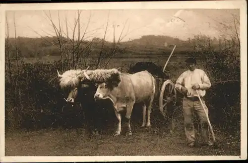 Landwirtschaft Ochsen / Landwirtschaft /