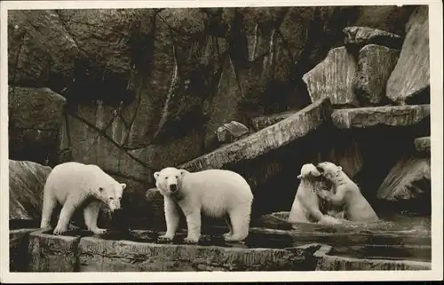 Baeren Carl Hagenbecks Tierpark Altona-Stellingen Hamburg Eisbaeren / Tiere /