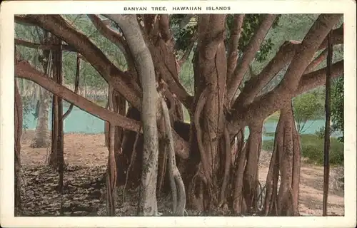 Baeume Trees Banyan Tree Hawaiian Islands / Pflanzen /