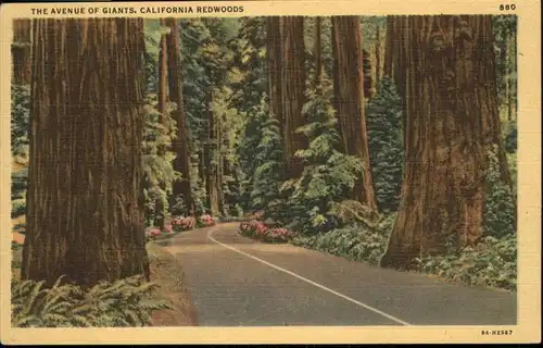 Baeume Trees Avenue of Giants California Redwoods / Pflanzen /