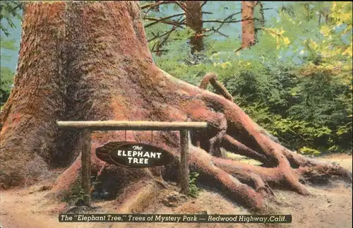 Baeume Trees The Elephant Tree Mystery Park Redwood Highway California / Pflanzen /