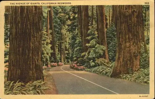 Baeume Trees Avenue of Giants California Redwoods / Pflanzen /