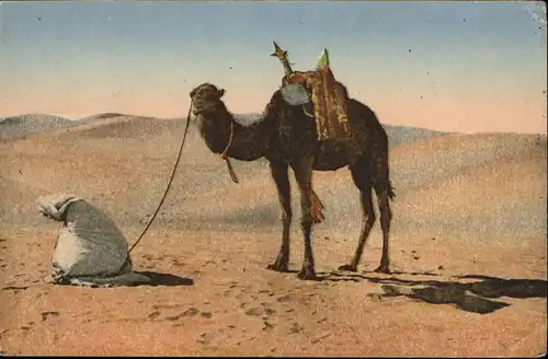 Kamele Wueste Desert Gebet Islam / Tiere /