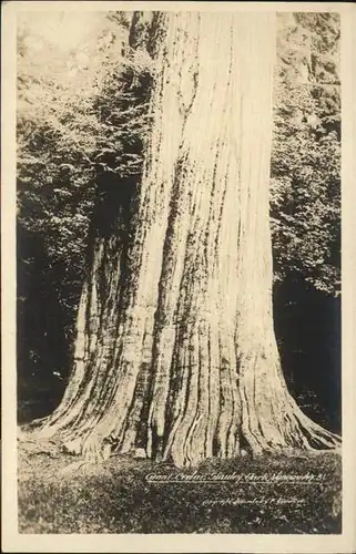 Baeume Trees Stanley Park Vancouver / Pflanzen /