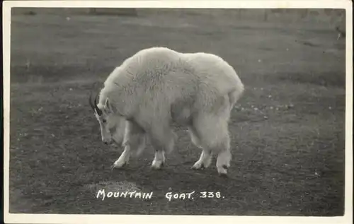 Tiere Mountain Goat / Tiere /
