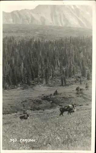 Tiere Caribou / Tiere /