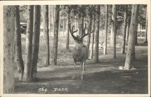 Hirsch Deer / Tiere /