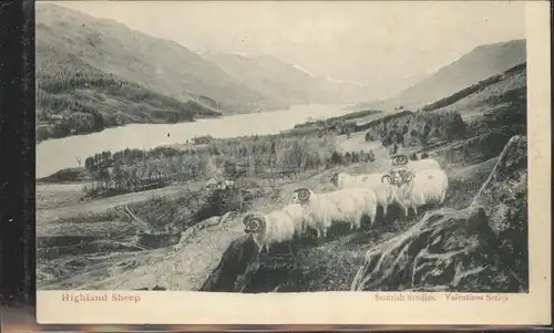 Schafe Highland Sheep / Tiere /