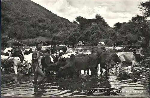 Kuehe Central-Africa  / Tiere /